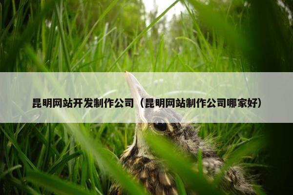 昆明网站开发制作公司（昆明网站制作公司哪家好）