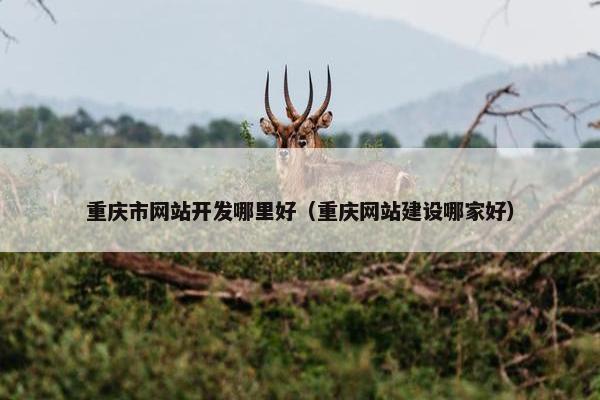 重庆市网站开发哪里好（重庆网站建设哪家好）