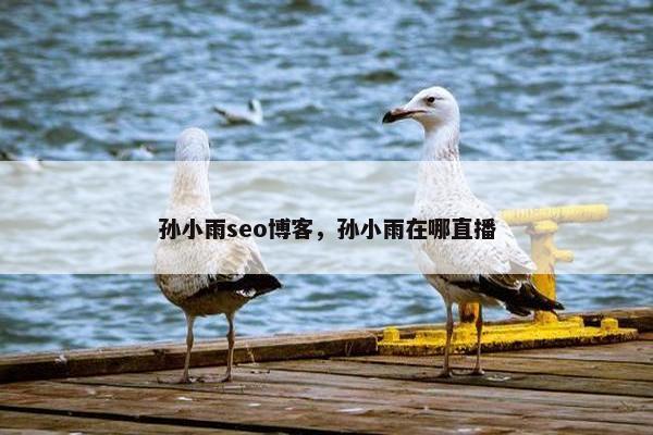 孙小雨seo博客，孙小雨在哪直播